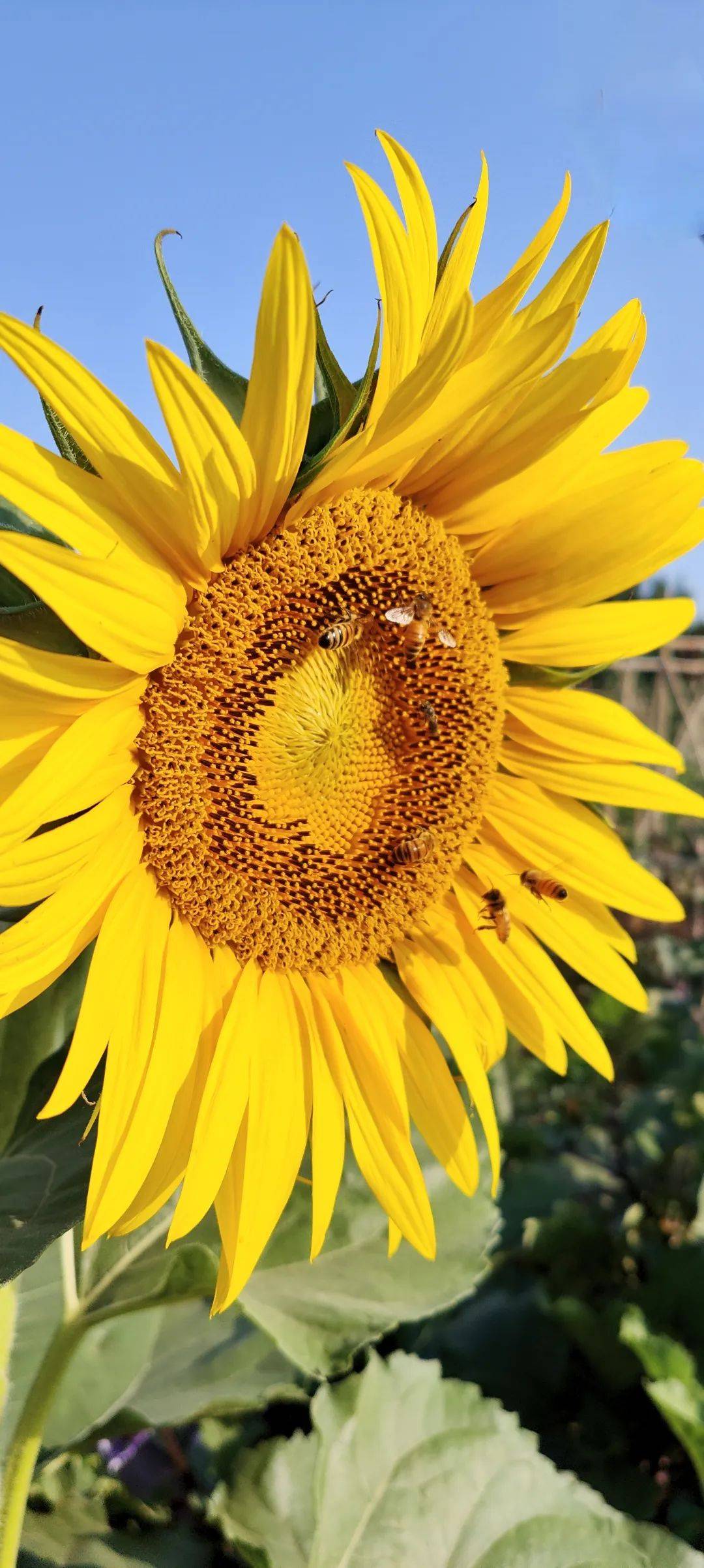 一路向阳!盛夏中的向日葵花开美景,让你的夏日记忆更绚烂!