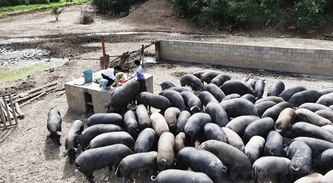 万源黑猪"出圈",生态养殖带旺乡村振兴