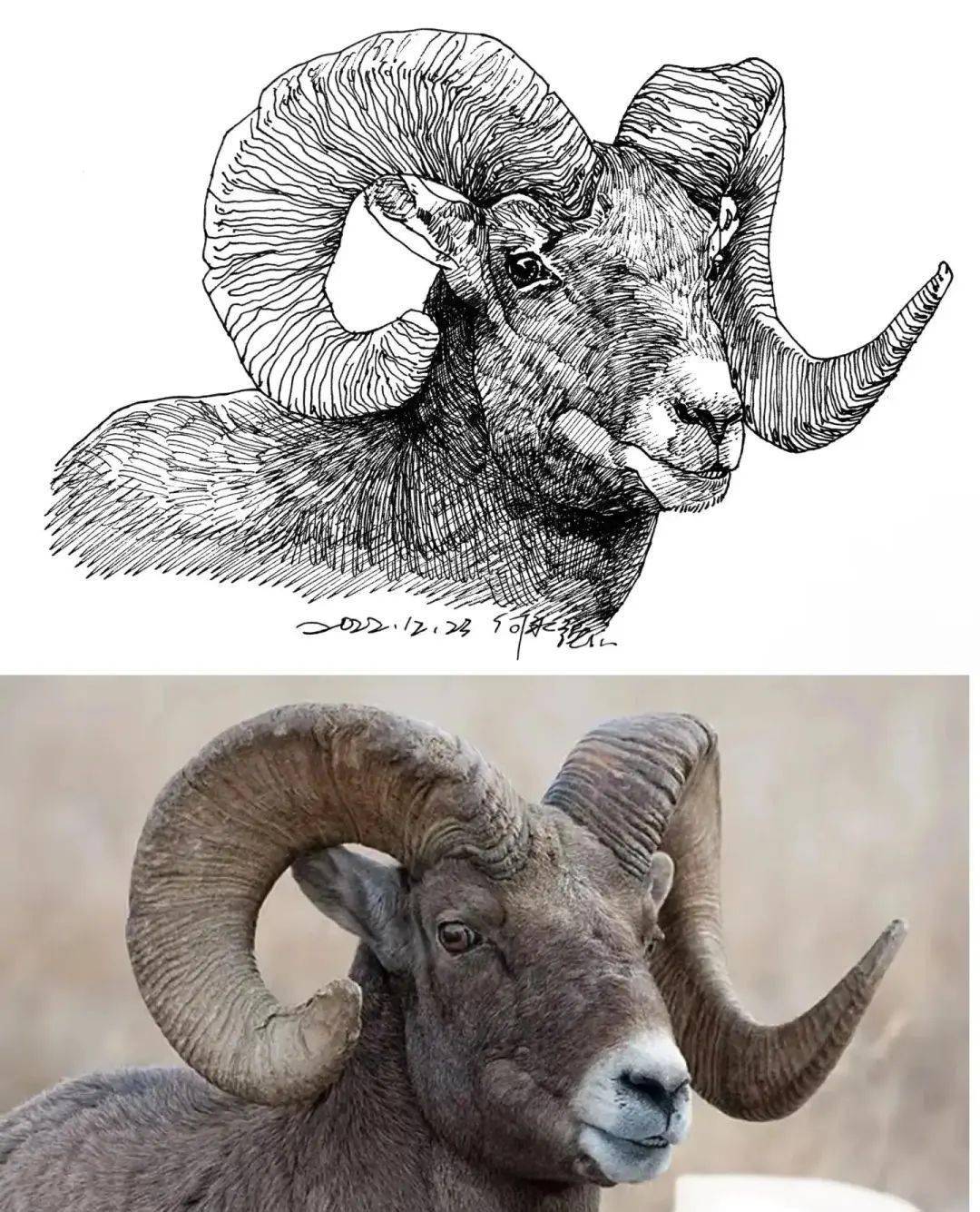 原来速写画出来的动物也这么可爱!