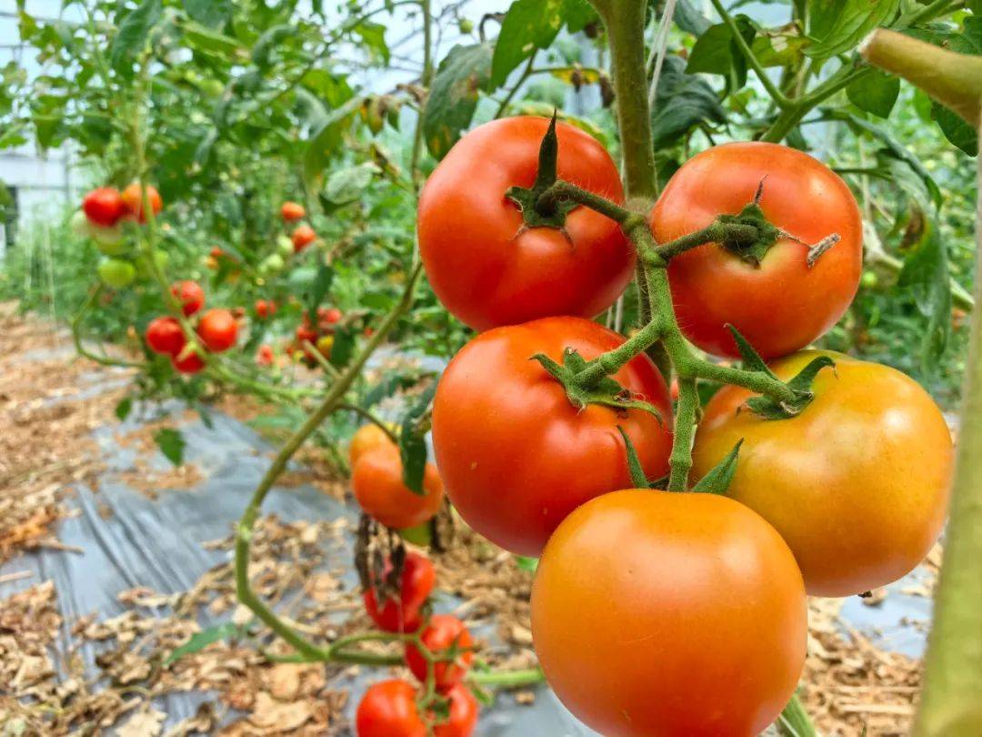 台江革一镇:西红柿丰收采摘忙