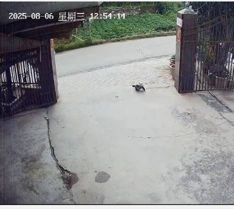 被过路司机抱走的宠物鳄龟找到了！主人称它一回家就吃肉，民警追踪到邻县