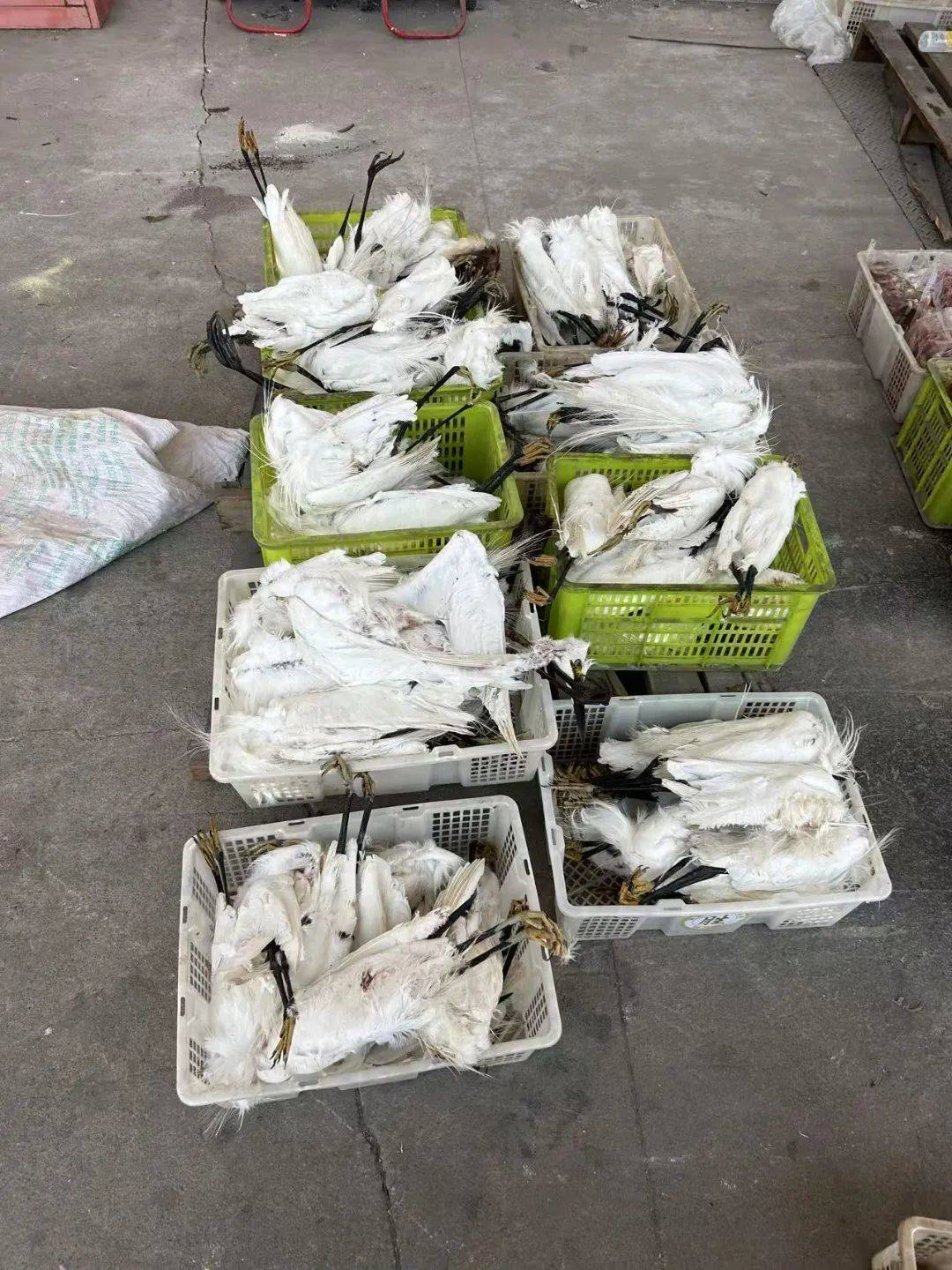 用浸泡过剧毒的小鱼绝户式捕杀6000多只“三有”鸟类，16人被判刑，警方通过现场烟头残留DNA锁定嫌疑人，查获冻禽价值超300万