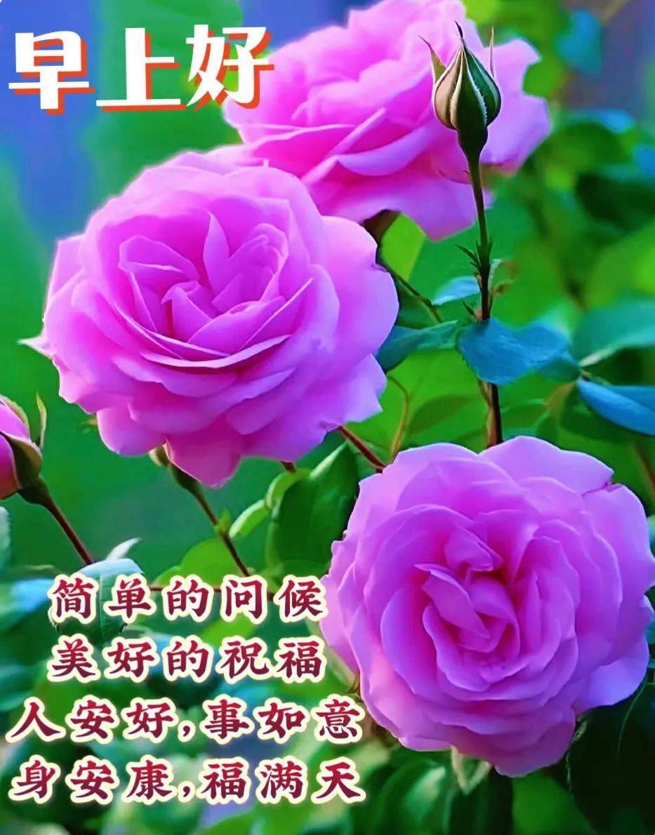 8月11微信唯美早上好的问候语祝福图片