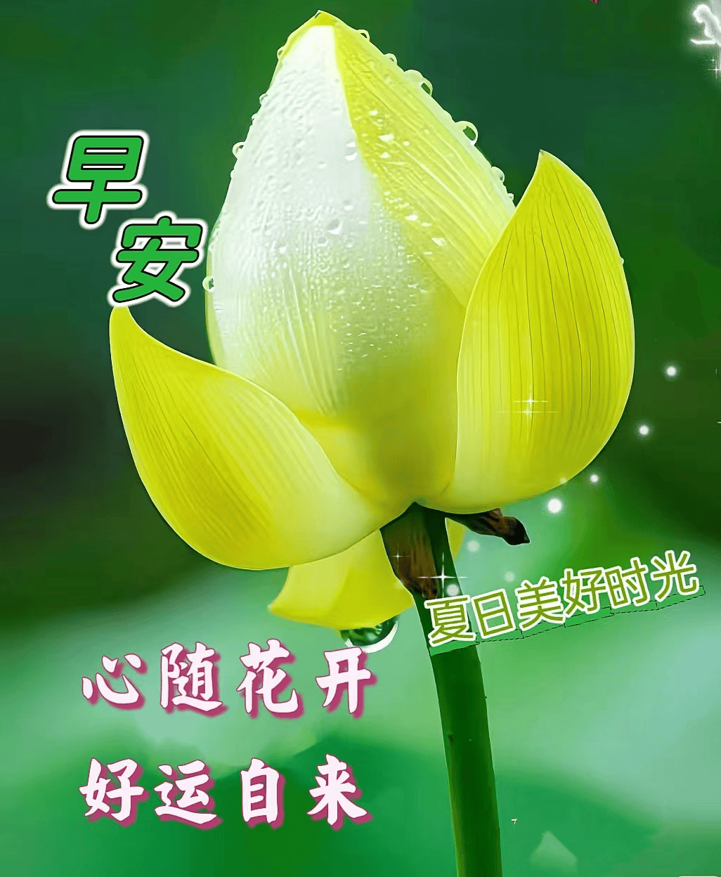 8月13日最漂亮早上好动态表情图片大全,早晨好动图美图大全