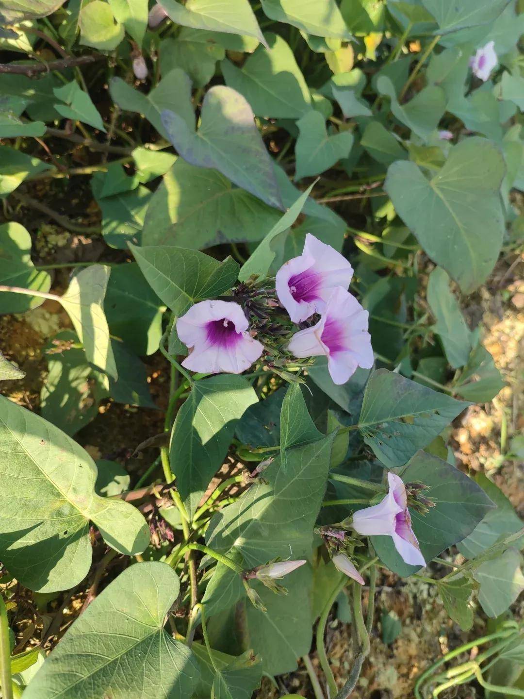 女子晒"养的红薯花",网友:诈骗花吧,我一个农村人都没见过