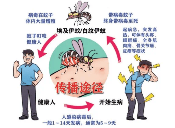  蚊子传播的传染病是什么病(10种常见的传染病)