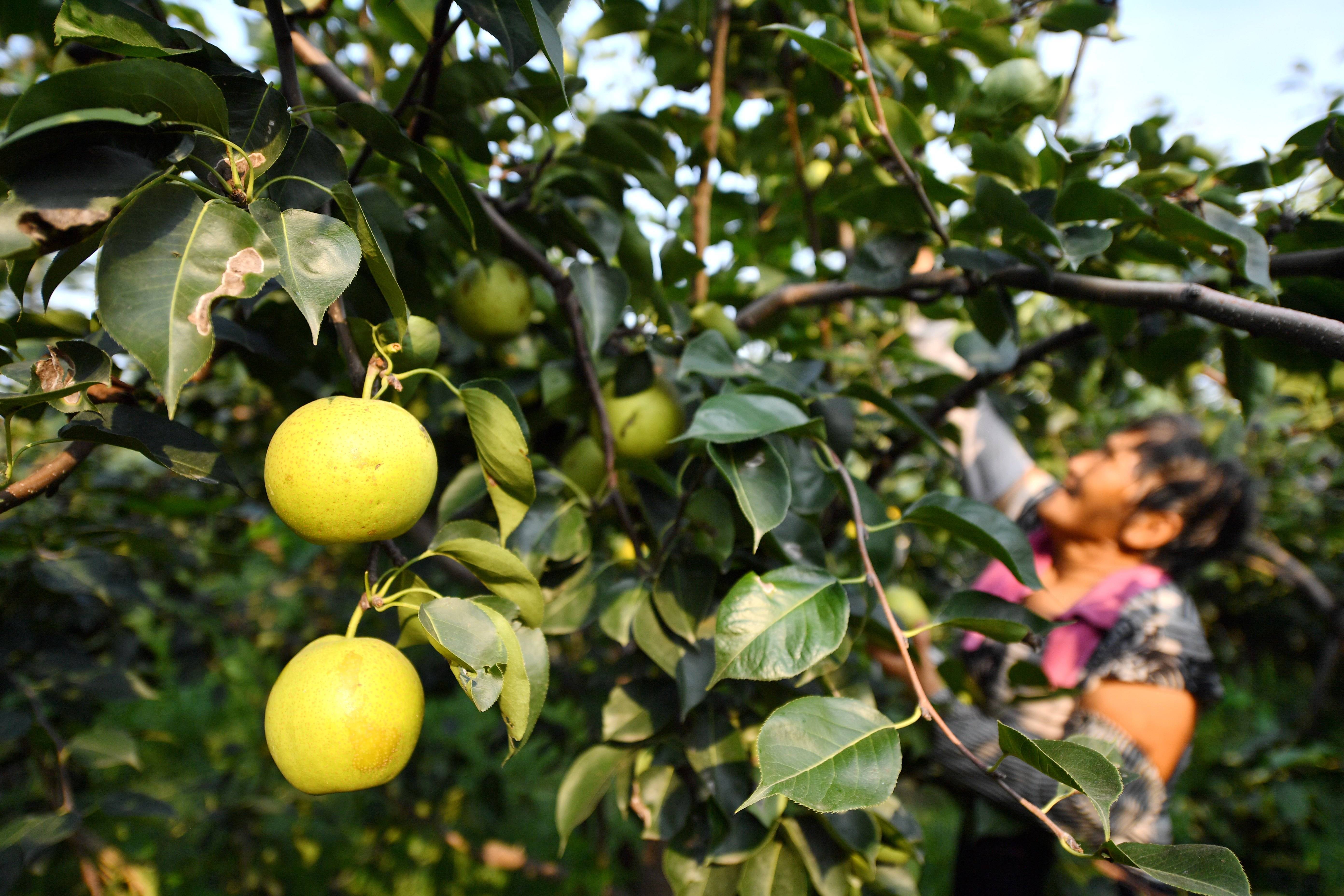 河北威县:"威梨"丰收香满园