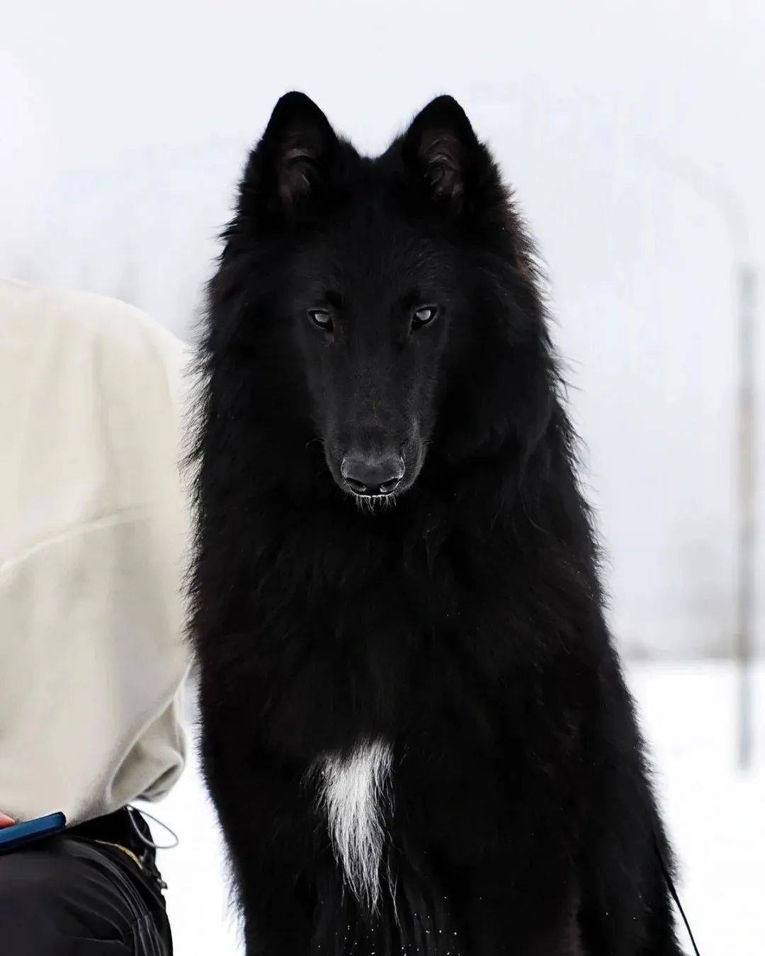 狗届的黑暗系顶流