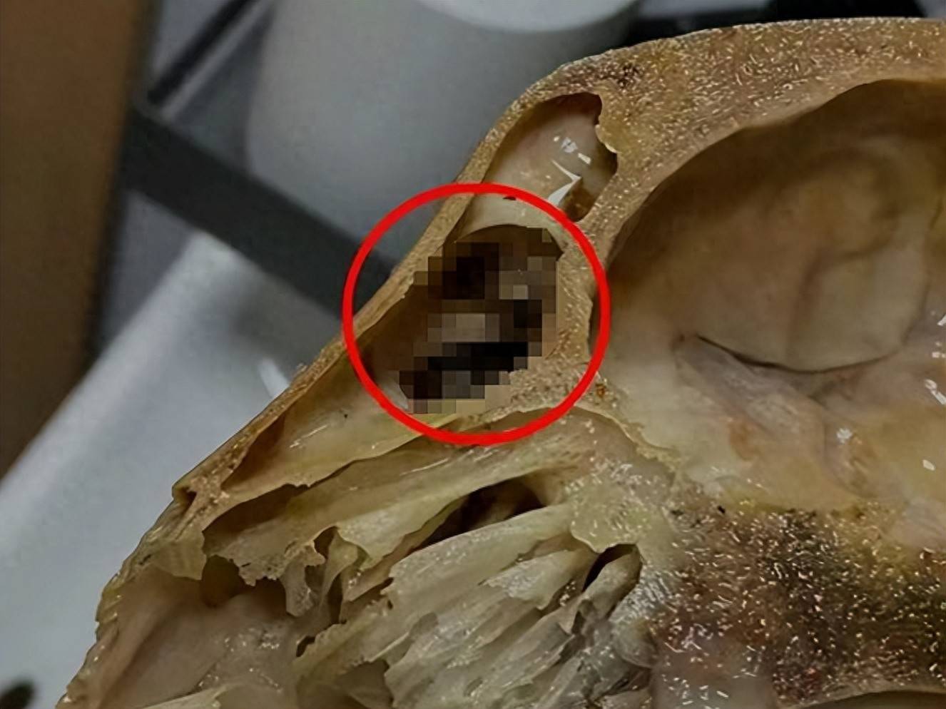 外卖吃完发现全是蛆,恶心呕吐一整夜!判了:赔1000元