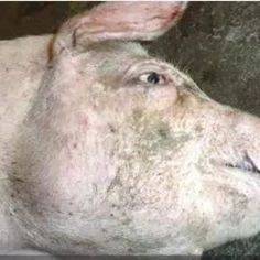 这是猪丹毒吗?该病再杀“回马枪”,谨防防控!_发病_皮肤_疹块