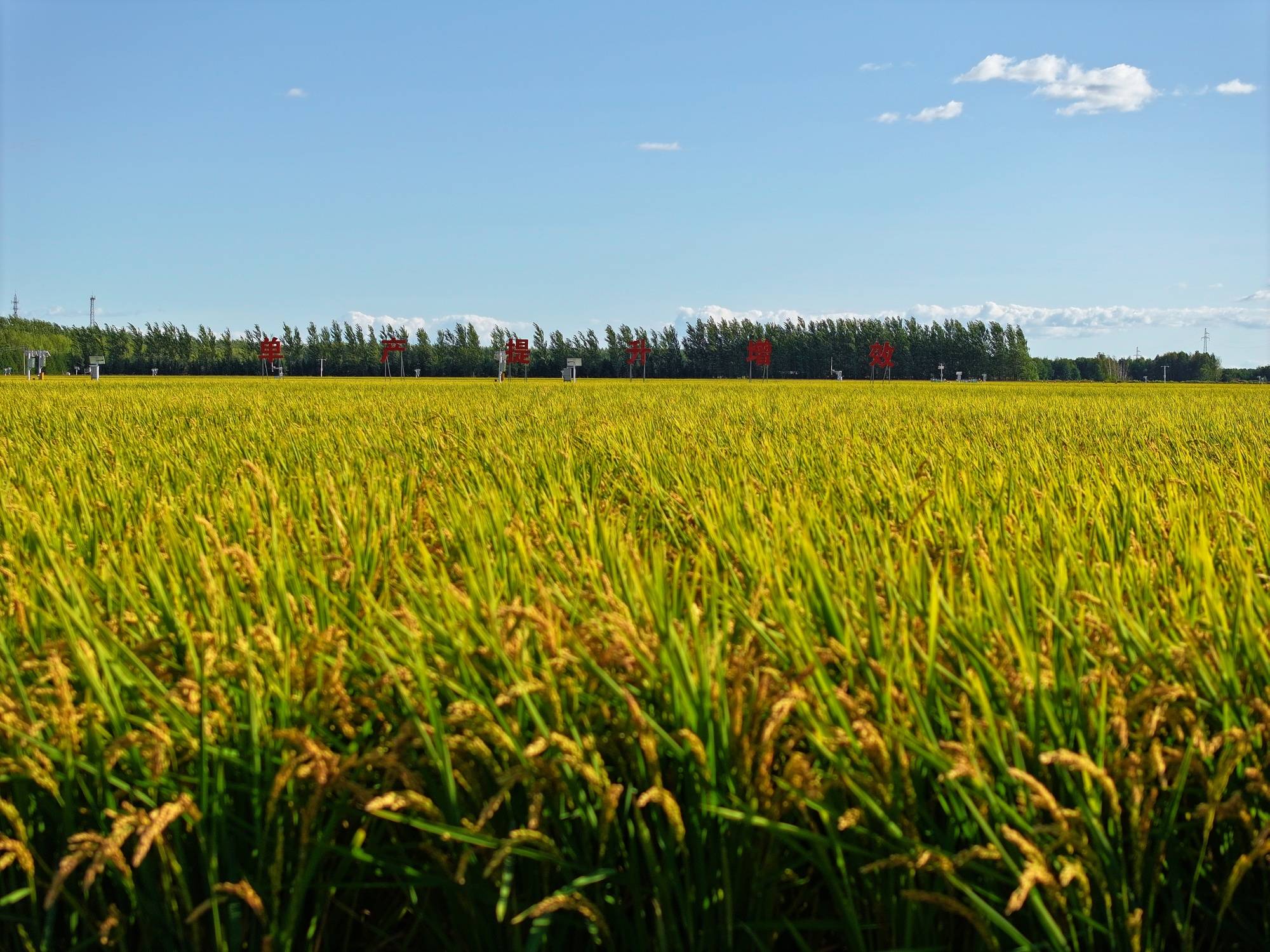 耕地是粮食生产的命根子,既要保数量,更要提