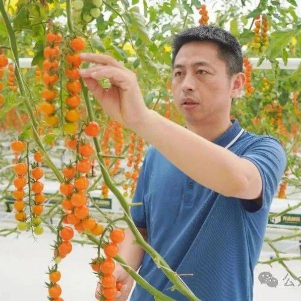 华为员工辞职回乡“种地”，采用智能温室种植的串收番茄畅销香港超市