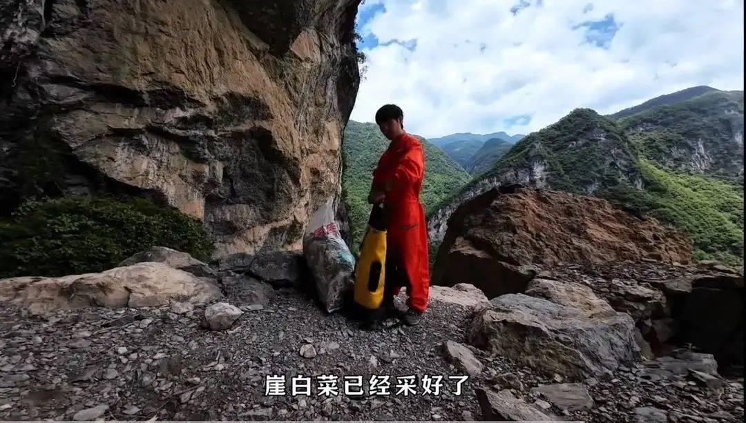 户外博主私采国家二级保护植物“崖白菜”？重庆警方已介入调查，律师：或触犯刑法