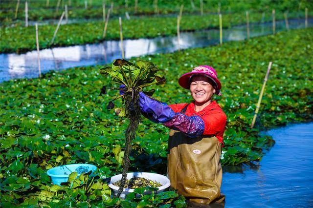 光山菱角丰收季 特色产业助农增收