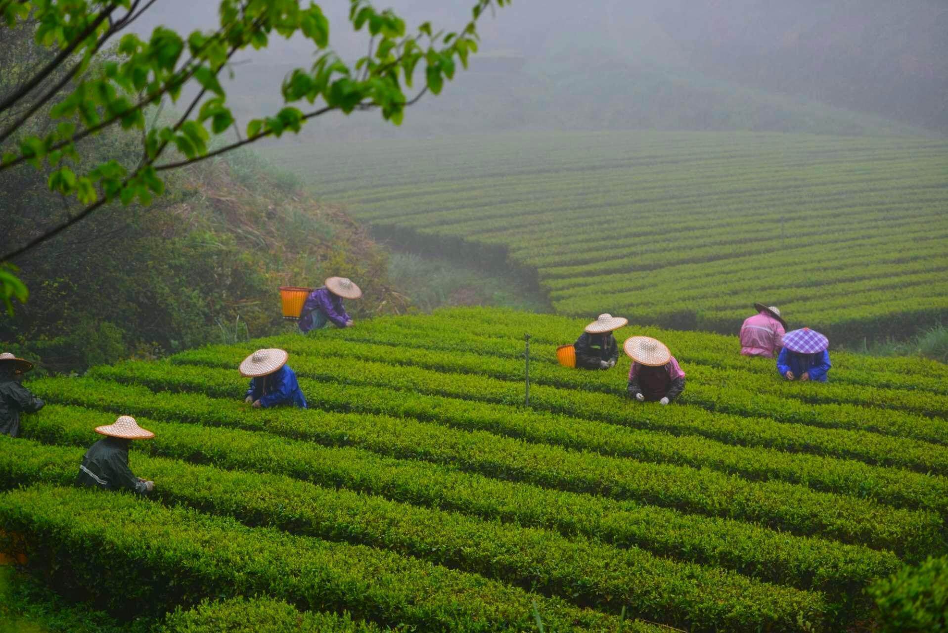 7亿元,和平茶产业"破茧成蝶"