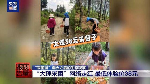 云南大理“采菌游”爆火 无序采摘已引发多起警情