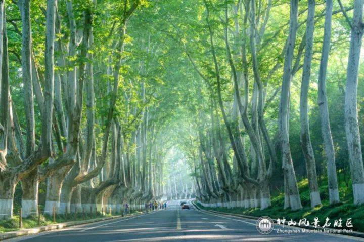 南京钟山风景区梧桐大道拟调整为仅限行人通行？相关部门回应