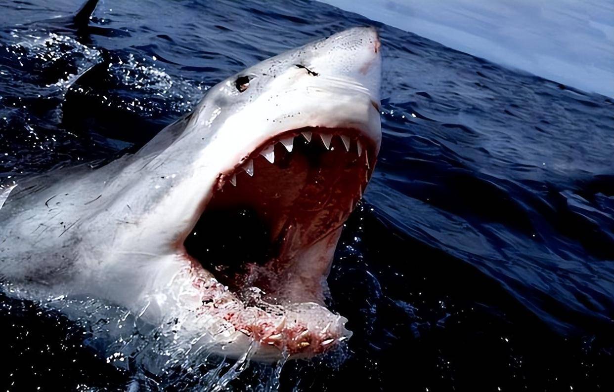 世界上咬合力前10名动物,萌兽大熊猫上榜,第一名咬合力2.5吨