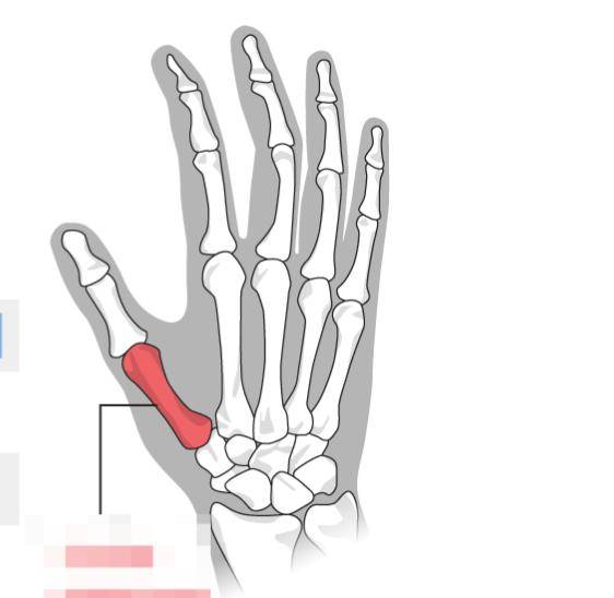 Bàn tay và não có tiến hóa đồng thời không? Nghiên cứu mới cho thấy: Ngón tay cái càng dài thì não càng nặng