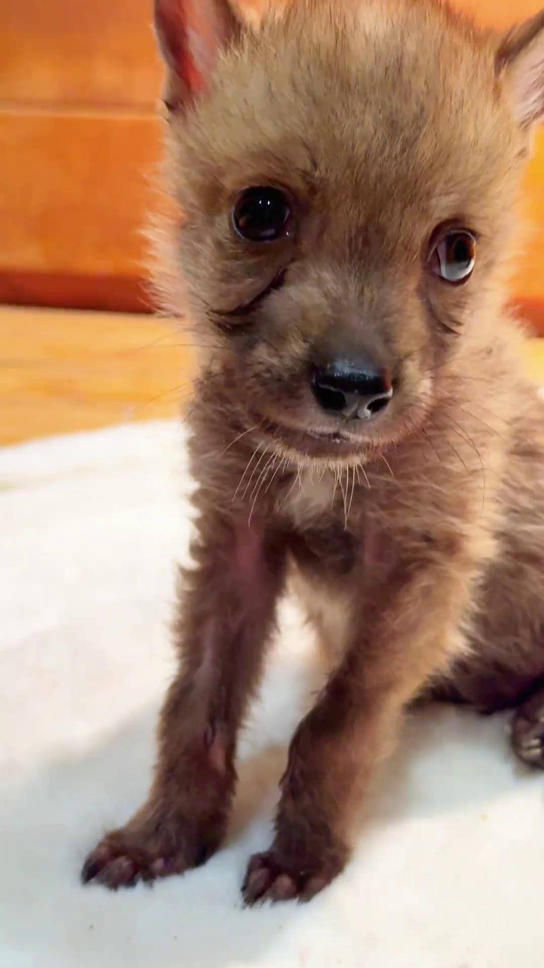 宇宙第一萌物!小狼崽!