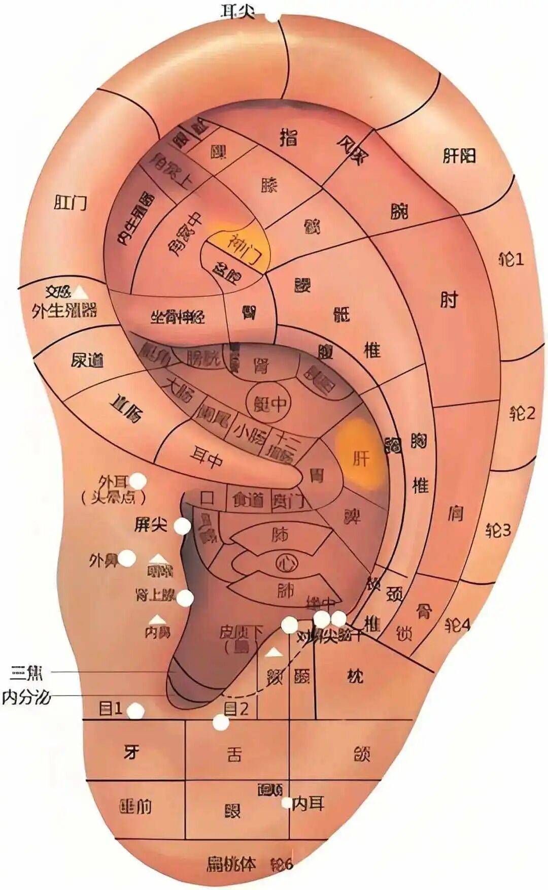 科普| 耳穴疗法:耳朵上的健康密码