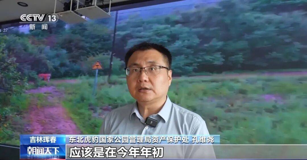 两年产两胎五崽！东北虎豹活动范围扩大，超过1.1万平方公里