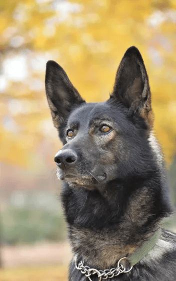 “黑狼”被选定为中国警犬LOGO形象犬