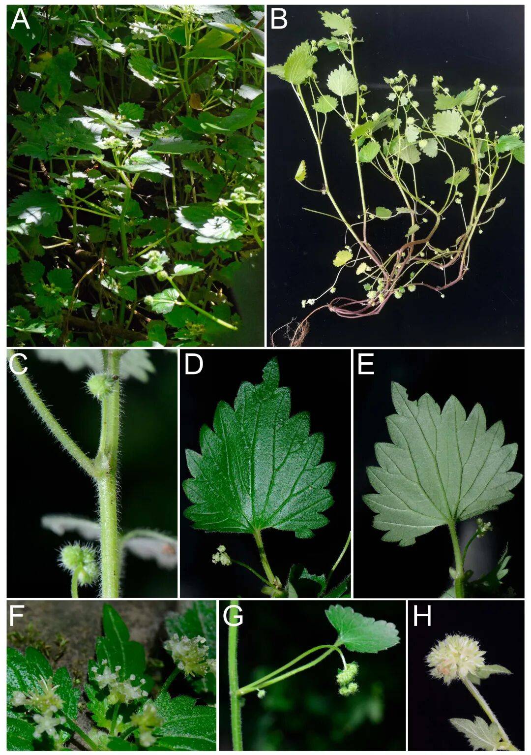 我院植物研究团队发现花点草属新物种