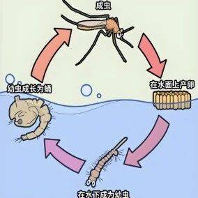 “你随手倒掉的一盆水,能浇灭我整条家族链!”_蚊子_病毒_积水