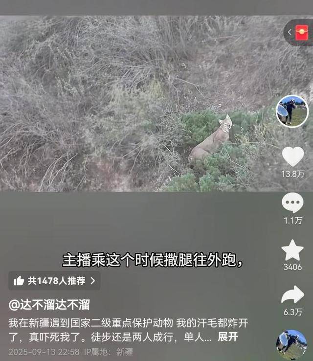 “汗毛都炸开了” 游客独行大峡谷偶遇猞猁，双方对视数十秒