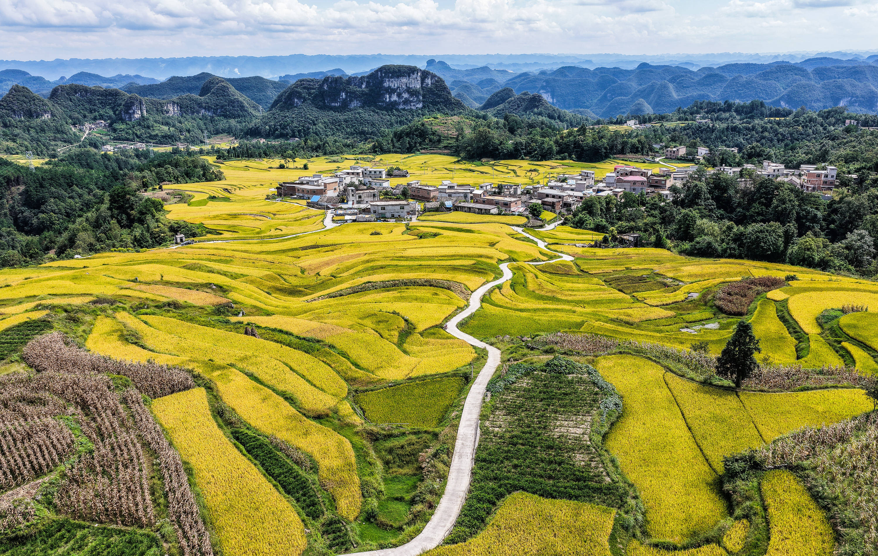 贵州长顺:水稻成熟 开镰收割