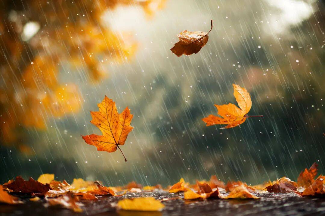 一地落叶黄 一场秋雨一场凉,名家笔下的秋雨是这样的