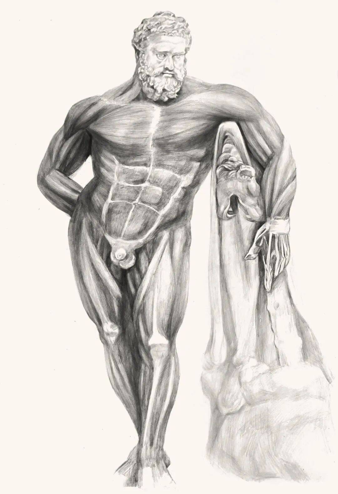 绘生命之形,悟医学之美∣第四届人体解剖素描大赛优秀作品线上投票