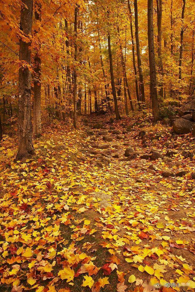 秋意浓,叶正黄!8个摄影技巧,教你定格秋叶的每一份绚烂
