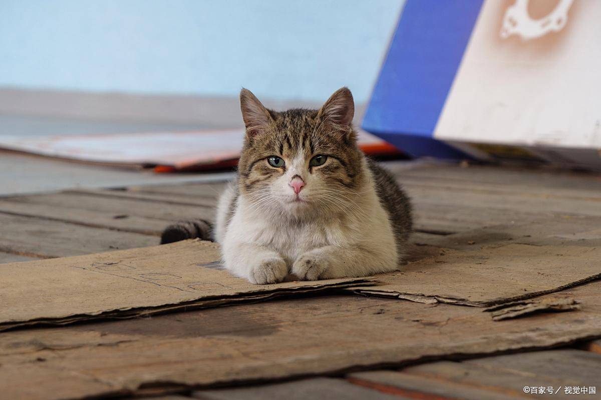 猫为啥突然扑咬主人?老祖宗早看明白了!这 3 个原因,藏着猫的 “小心思”_本能_养猫_身体