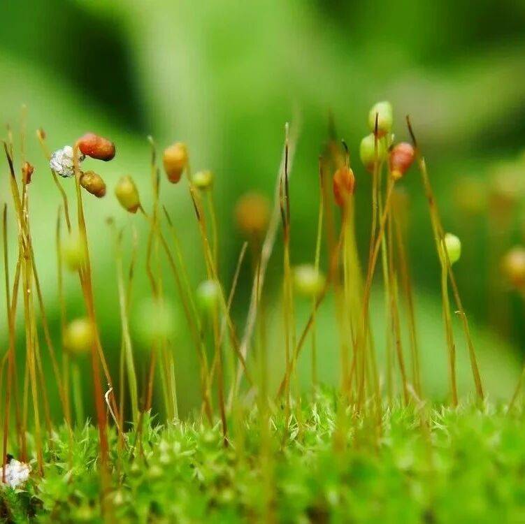 教你收集苔藓孢子！超简单~_繁殖_过程_方式
