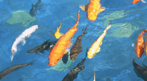 鱼摸虾_海森_温泉区