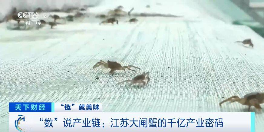 近40万吨年产量！“数”说江苏大闸蟹的千亿产业密码