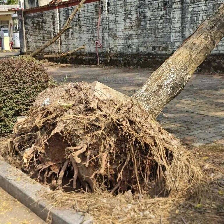 钦州路边树倒一片!对比之前的 “威马逊”,这次“麦德姆”的风力算弟弟吗?_台风_网友_天气