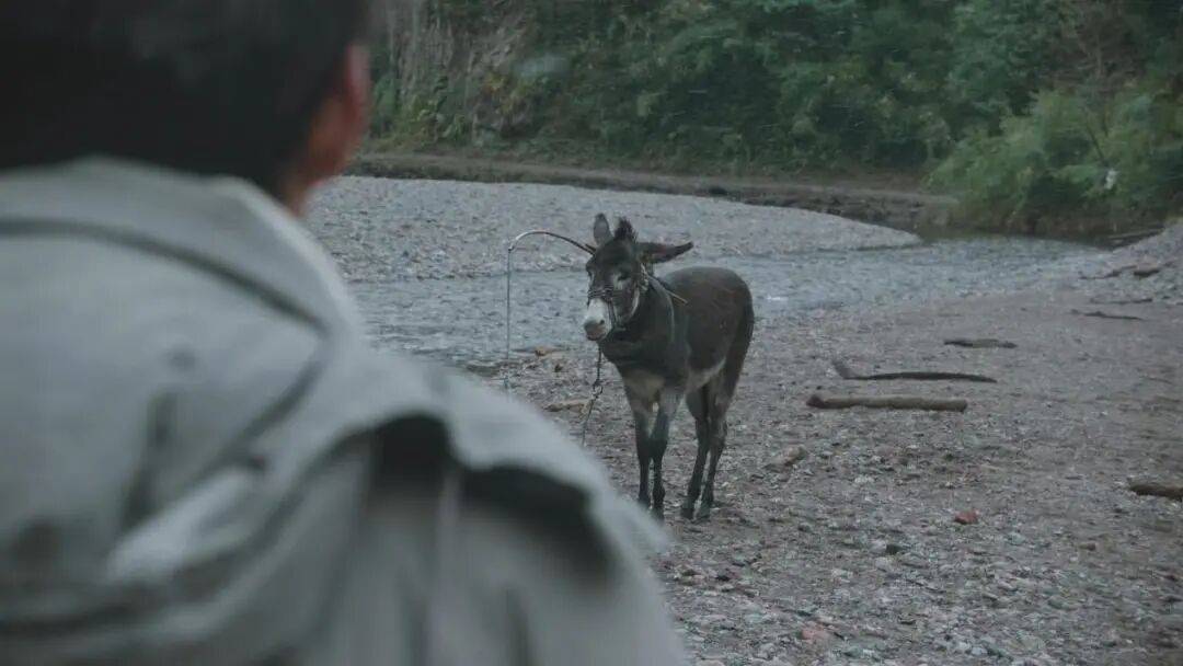 为什么说现在不缺牛马，就缺驴？