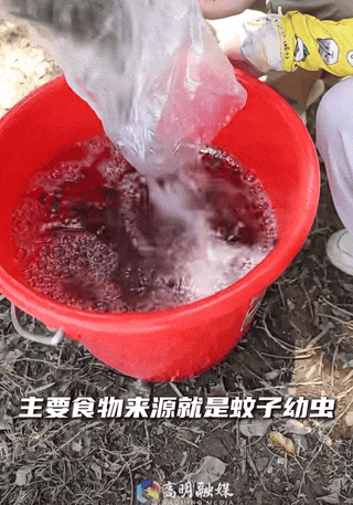事关基孔肯雅热！全国首个试剂盒获批上市！
