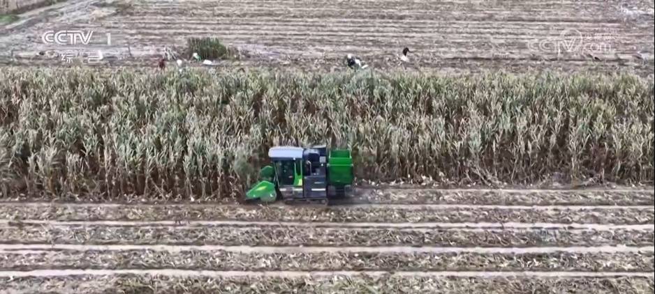 秋粮收获进入高峰期 多地“干”字当头守住粮食安全底线