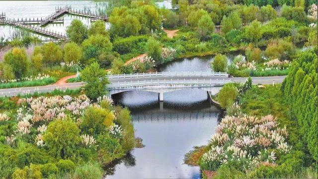 滇池绿道：荻花醉秋色