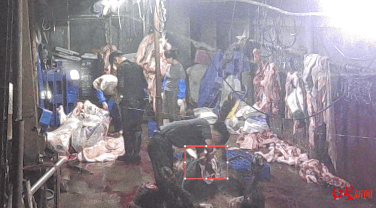 牛肉注水为何屡禁不止？行业人士：应尽早实现集中屠宰 不应只以检测结果为依据