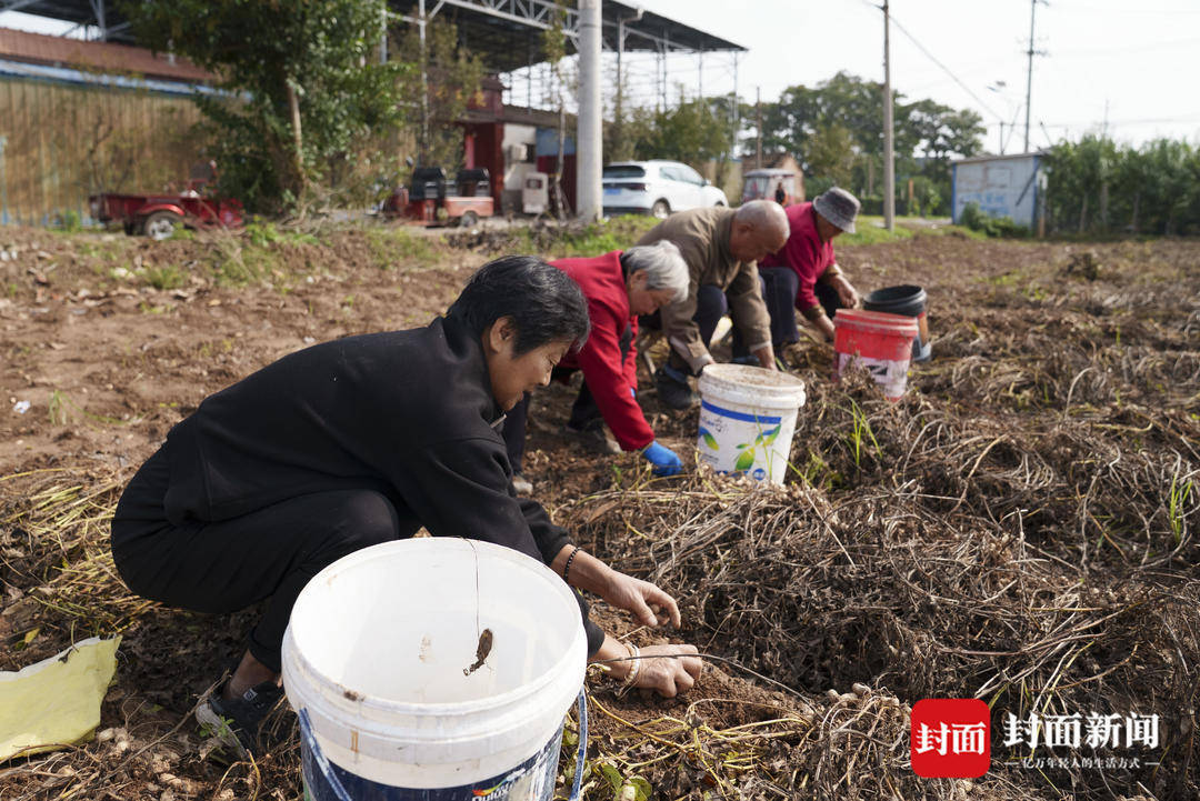 破记录秋雨致玉米发芽霉变，河南焦作种植户泥泞中忙抢收｜图集