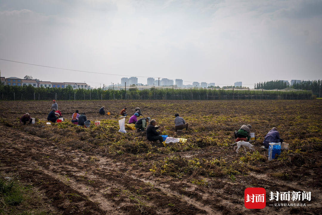 破记录秋雨致玉米发芽霉变，河南焦作种植户泥泞中忙抢收｜图集