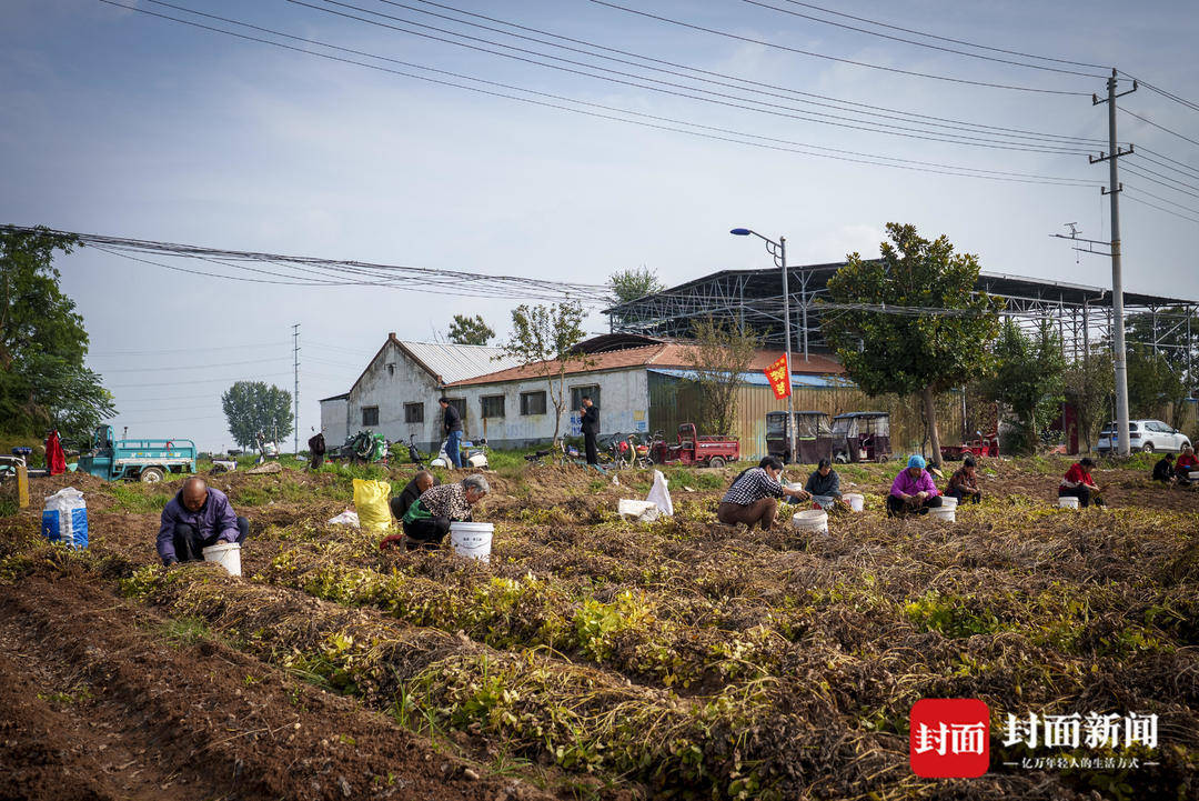 破记录秋雨致玉米发芽霉变，河南焦作种植户泥泞中忙抢收｜图集