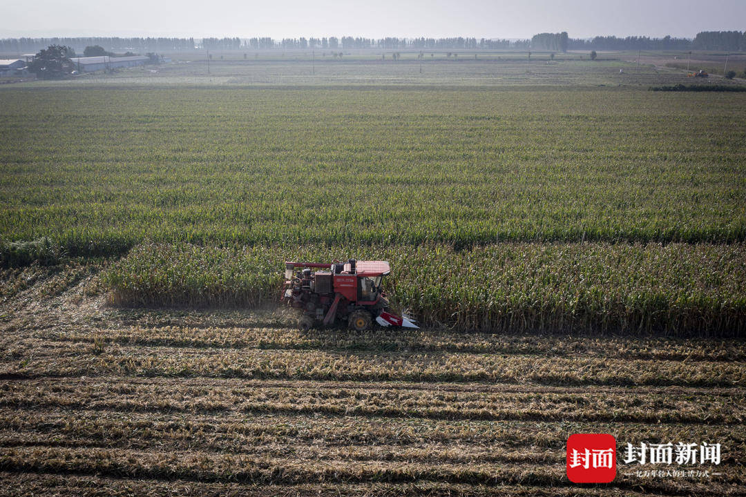 破记录秋雨致玉米发芽霉变，河南焦作种植户泥泞中忙抢收｜图集
