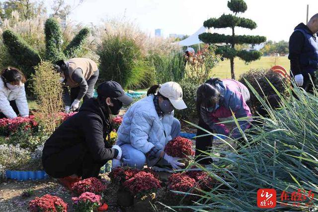 金秋赏花正当时！河湾公园景观上新本周六邀您共赏