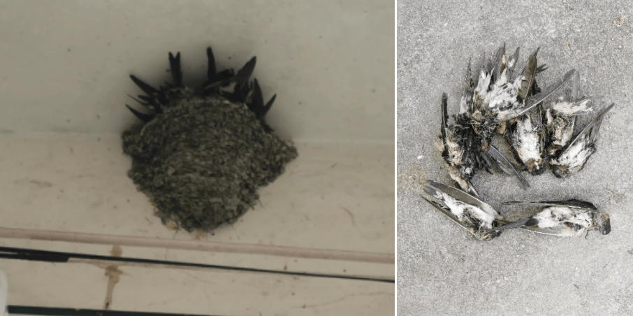 大量燕子滞留,不少冻死街头,它们为啥来不及往南飞? 大量燕子滞留,不少冻死街头,它们为啥来不及往南飞?
